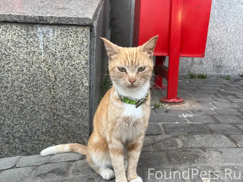 Найдена кошка, Богородск