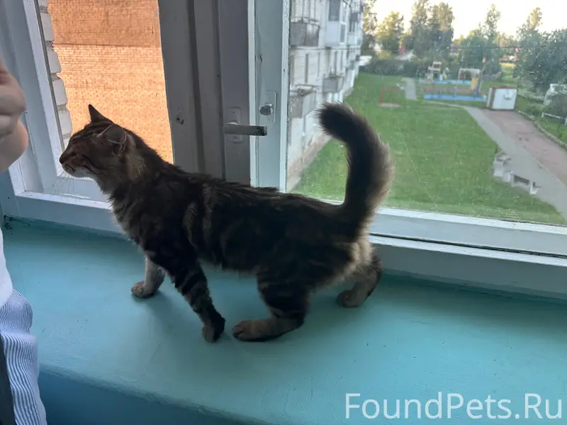 Пропал котёнок, Селецкое