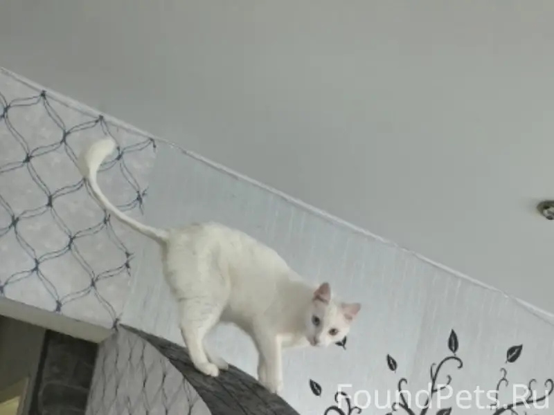 Пропал кот, чисто белый, разные глаза