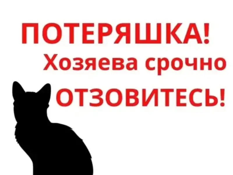 Найдена кошка, светло-рыжая, улица Артамонова
