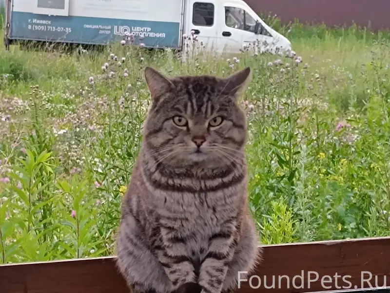 Найден кот, Хохряки