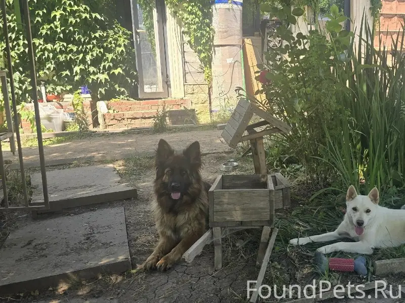 Пропали собаки Зена и Лиза, вознаграждение