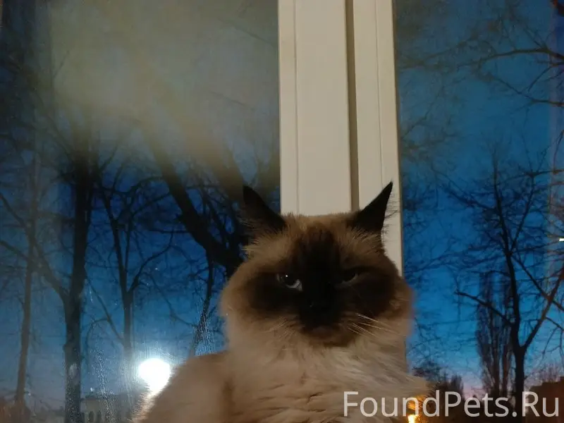 Пропала породистая кошка Сима, центр