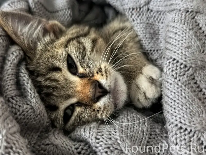 Найден котёнок, Тимофеевка
