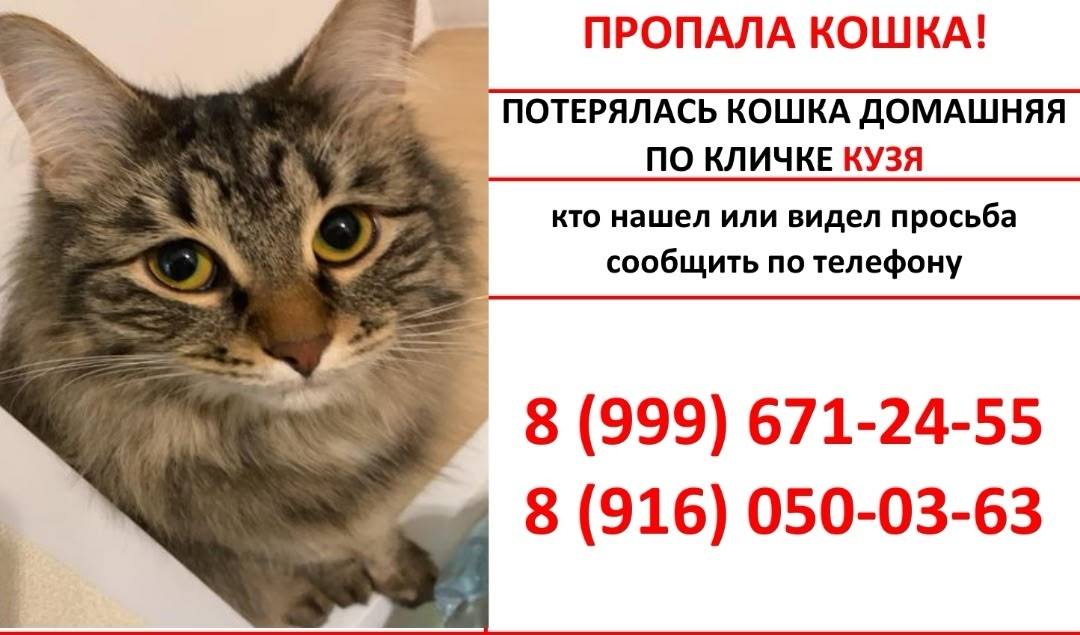 Пропала кошка Кузя, Институтская 2-А