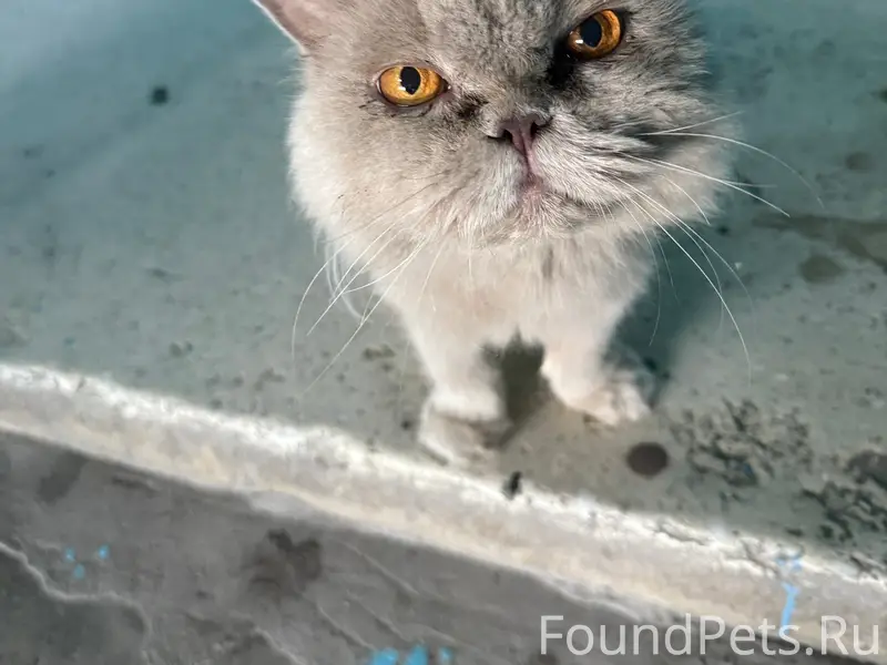 Найдена персидская кошка, Барнаул