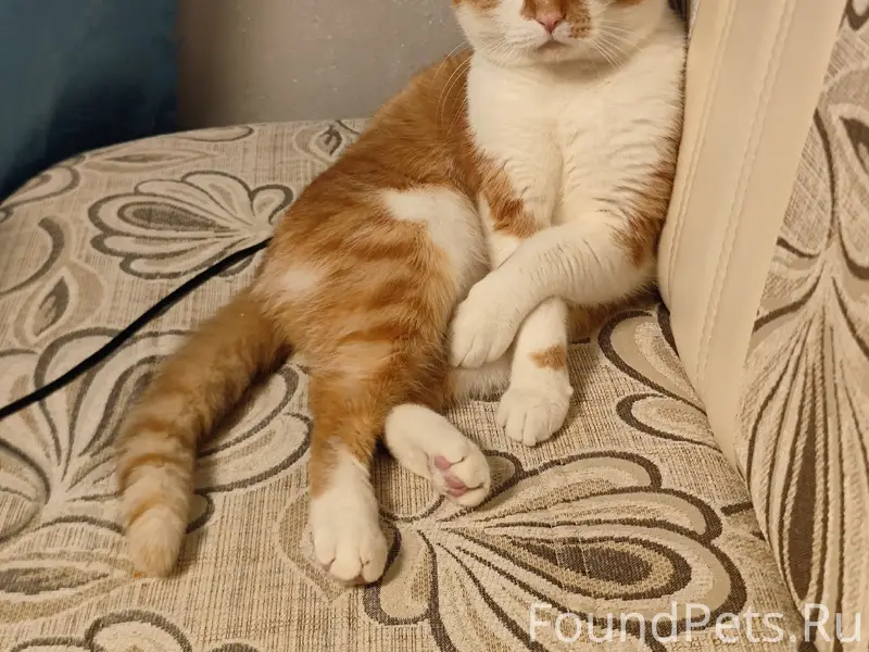 Пропал кот Барсик, 2 микр, д.1/3