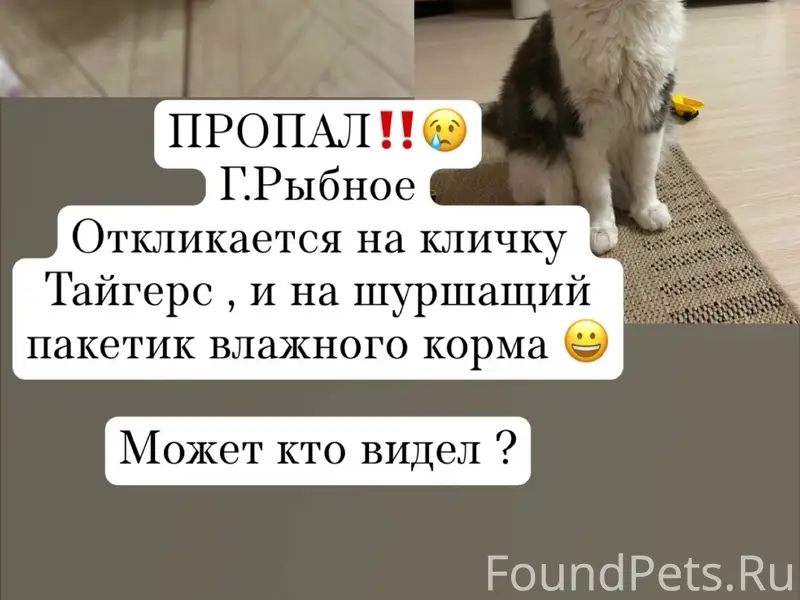 Пропал кот Тайгерс, Г. Рыбное