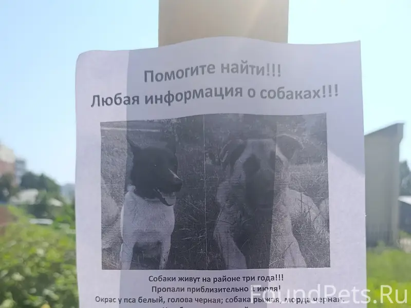 Пропали собаки, чипированные, 2 просека, Самара
