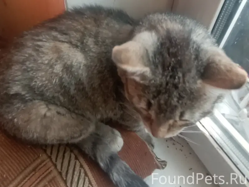 Найден кот, [без клички], ул. Ямская
