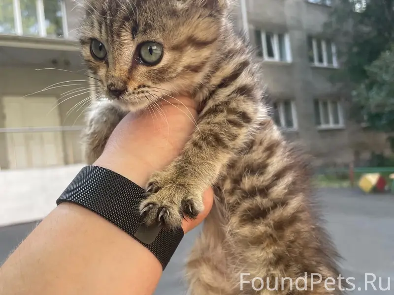 Найден котёнок, возле Соборной, 6