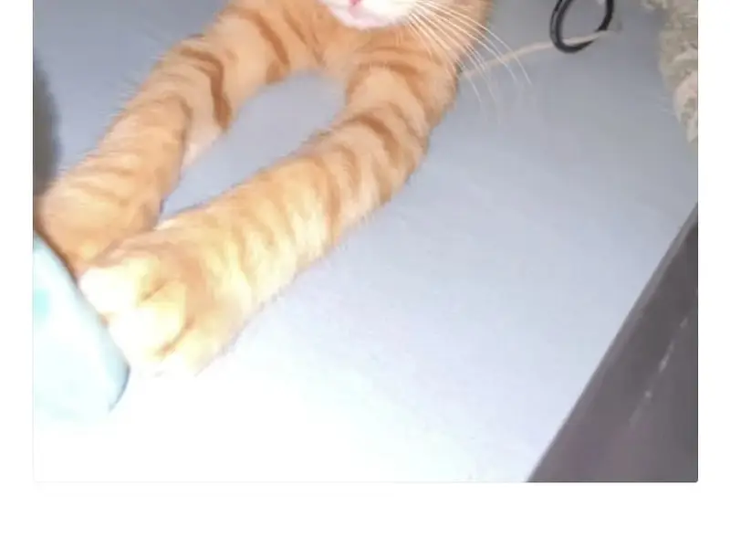 Пропал рыжий кот Мартин, Солнечногорск