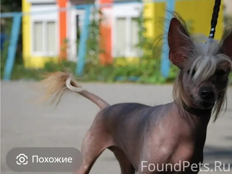 Найдена китайская хохлатая, Батайск, район Гайдара