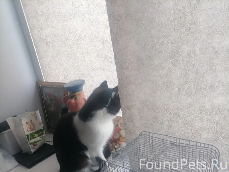Пропал кот Чупик, район Корнева