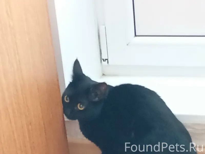 Найдена кошка на остановке Нагорный