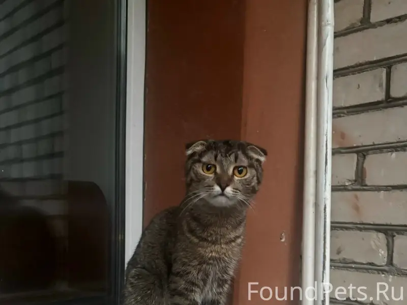 Пропал котёнок, Дружба, 10