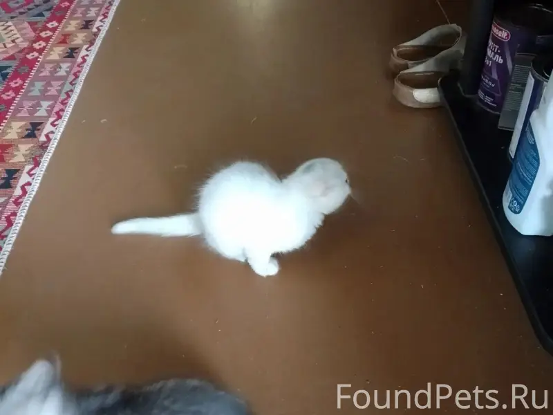 Пропали котята, п. Белоярский