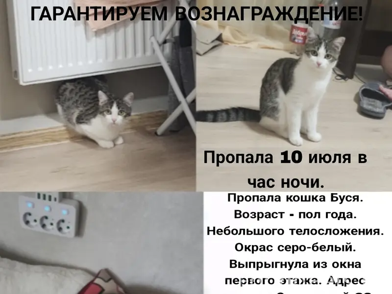 Пропала кошка, [место не указано]