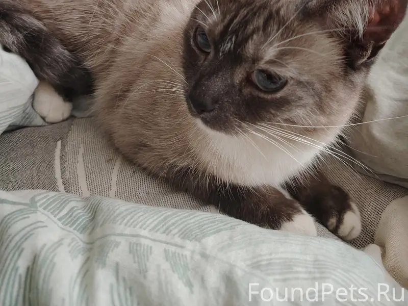 Найдена кошка, Псковская 11