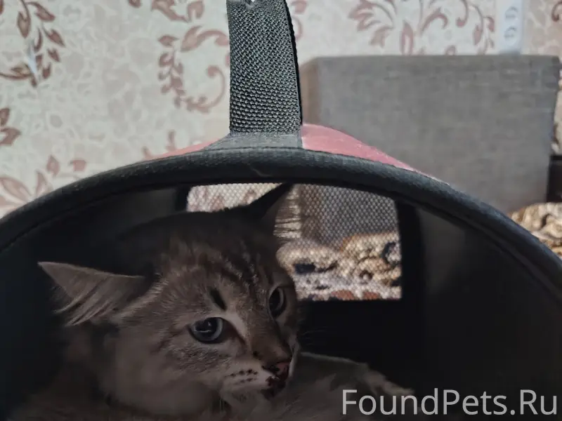 Найдена кошка, Тольятти, ул. Железнодорожная