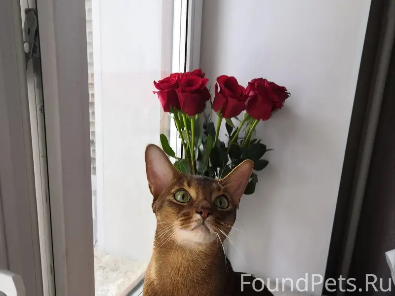 Пропал кот, Малоярославец