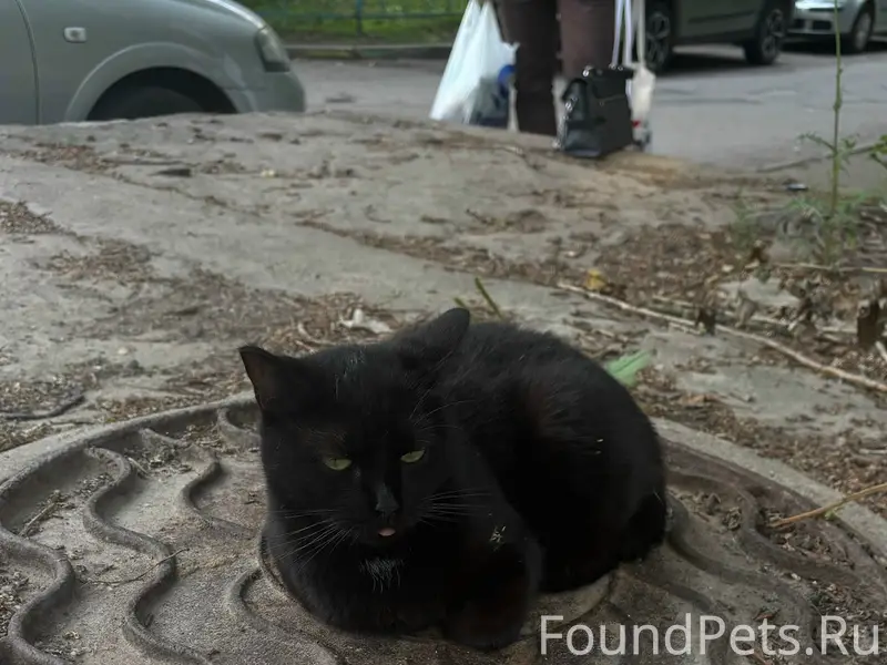 Найден черный котик, Одинцово