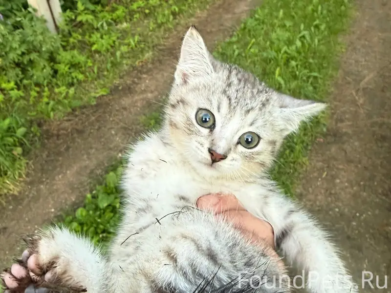 Найден котёнок, г. Ярославль