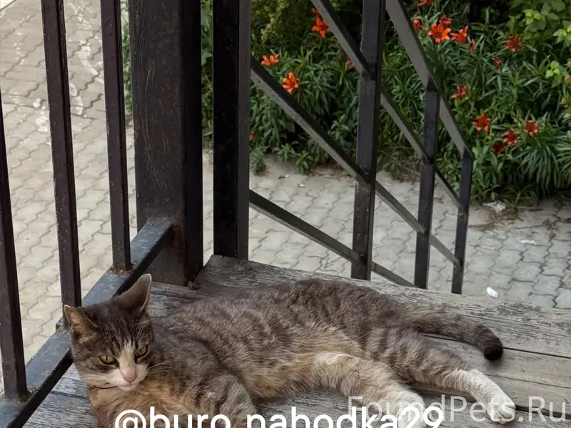 Найдена кошка Поморская, 29 регион