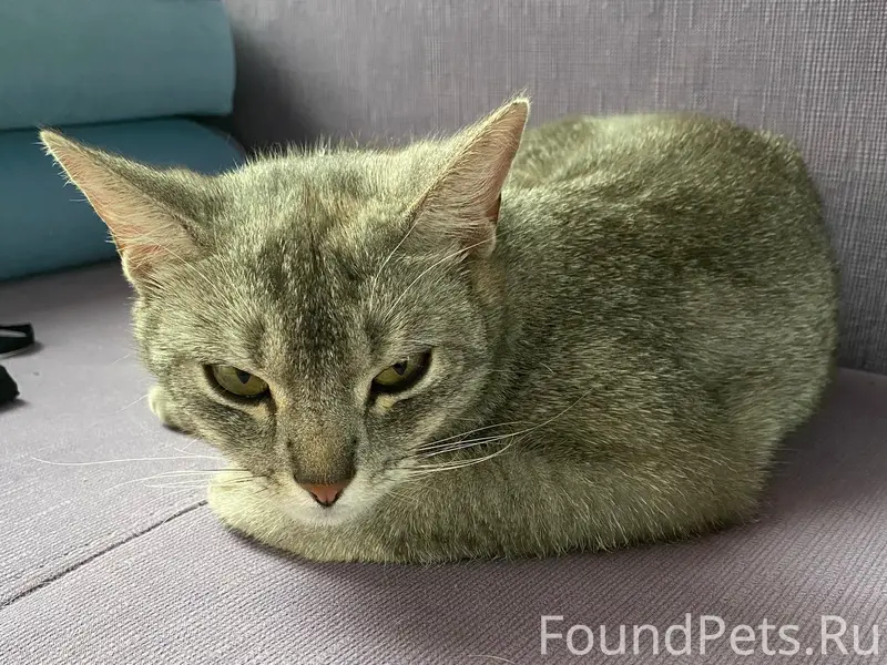 Найдена кошка, Яменское