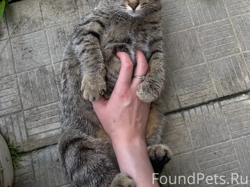 Найдена домашняя кошка, Курчатовский район