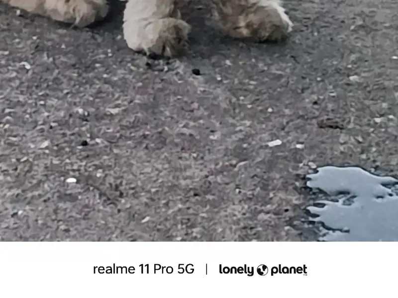 Найден кот чёрно-белый, Адлер