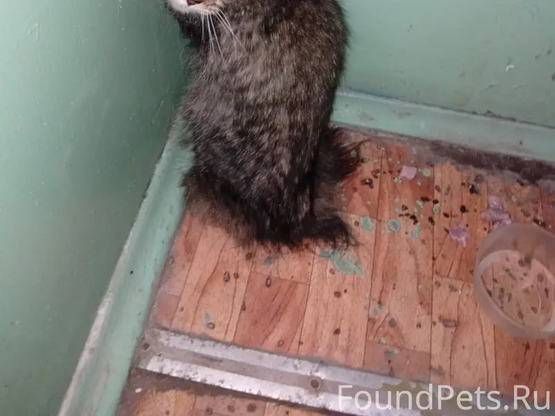 Найдена кошка, Инорс