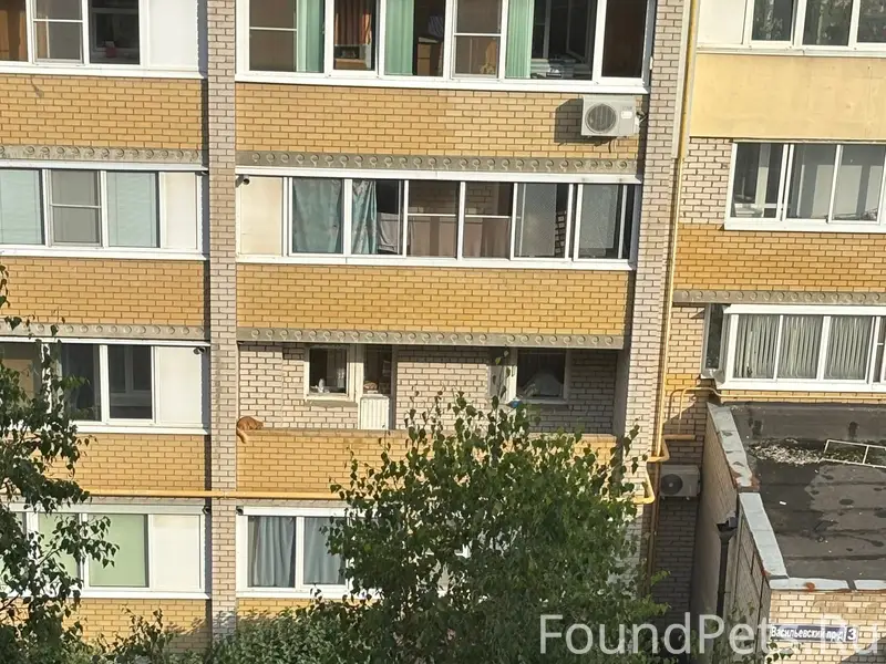 Пропал кот, Васильевский проезд