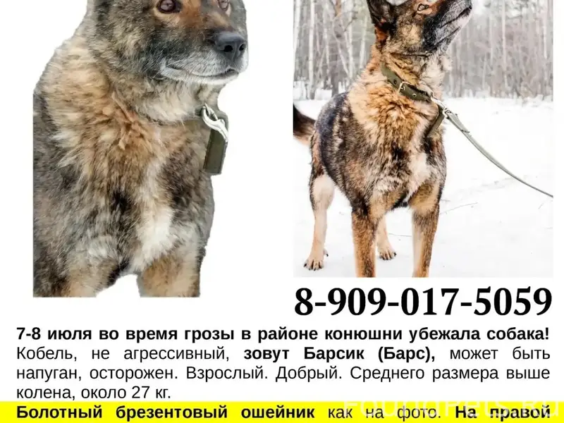 Пропал Барсик, деревня Гусева / Лисии горки