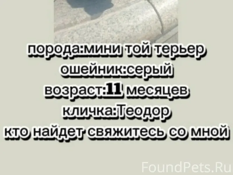 Пропала собака, Ишим