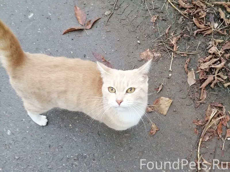 Пропала кошка, район рынка (Бристоль, Молодёжная 11)