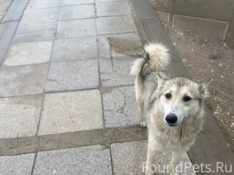 Найдена собака, Силикатный район, Калуга