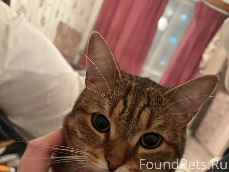 Пропал кот Борзик, район Заря