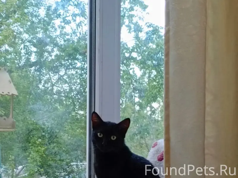 Пропал кот Федя, около подъезда