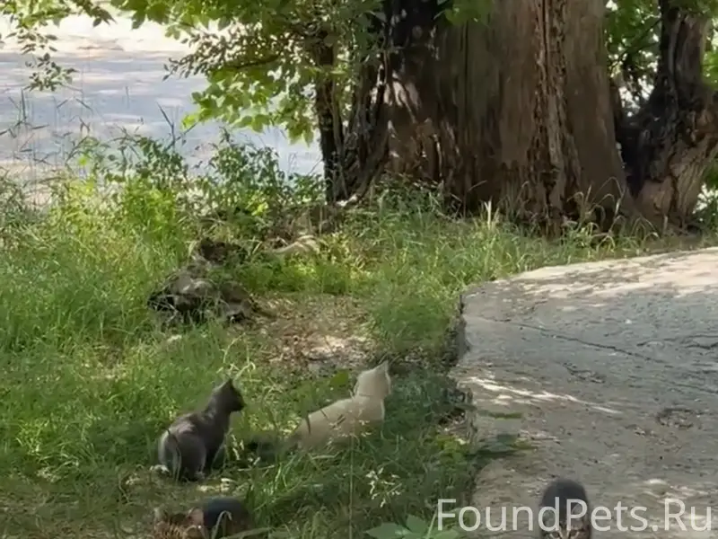 Найдены котята и мама-кошка