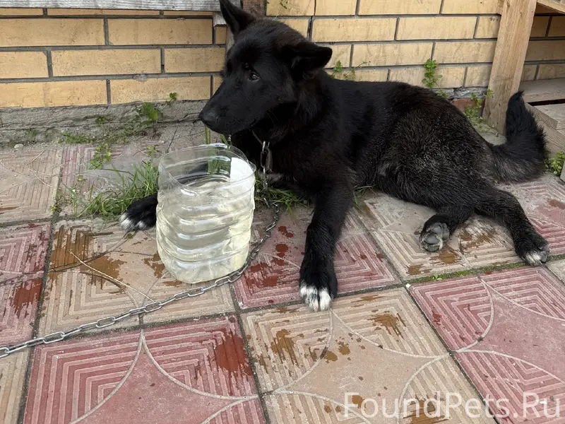 Найденна собака, Калининское шоссе, 8А