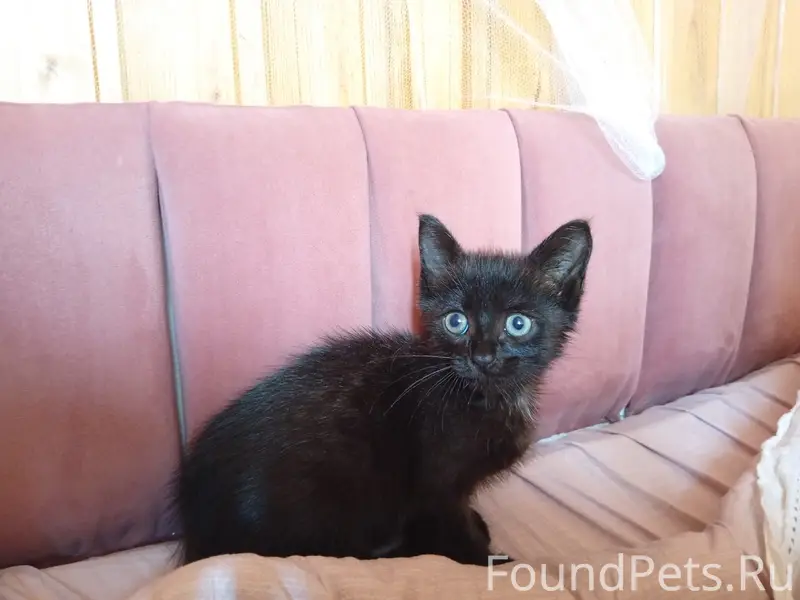 Найден котёнок, улица Кирова