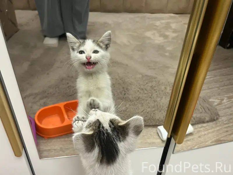 Найден котёнок, ищем любящую семью