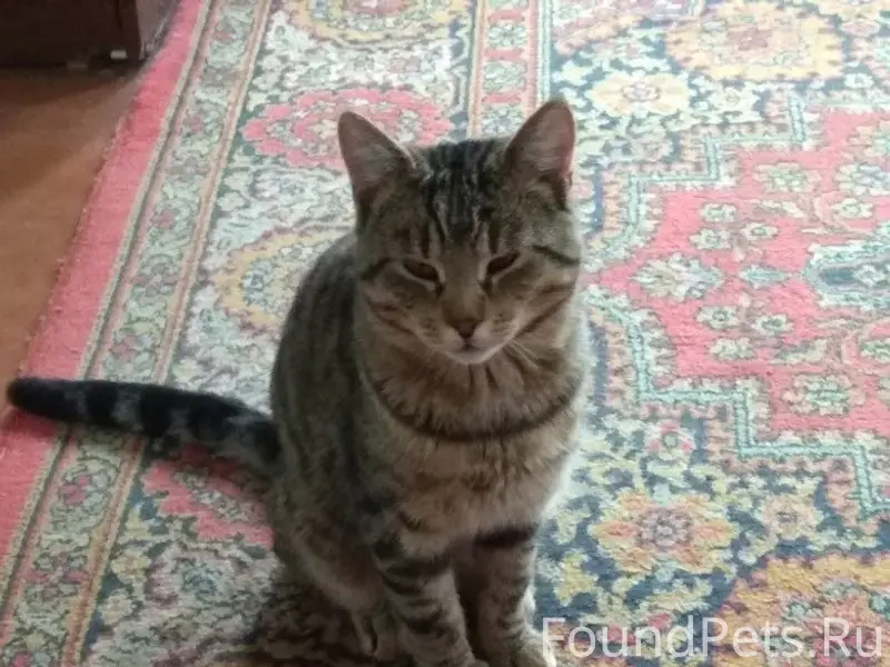 Пропал кот, Полоцк