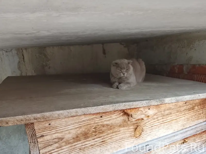 Найдена кошка британец, ул. Красноармейская