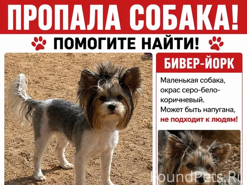 Пропала бивер Йорк Эка, район площадь