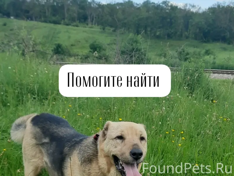 Пропал пёс Пьер Безухов, г. Ставрополь