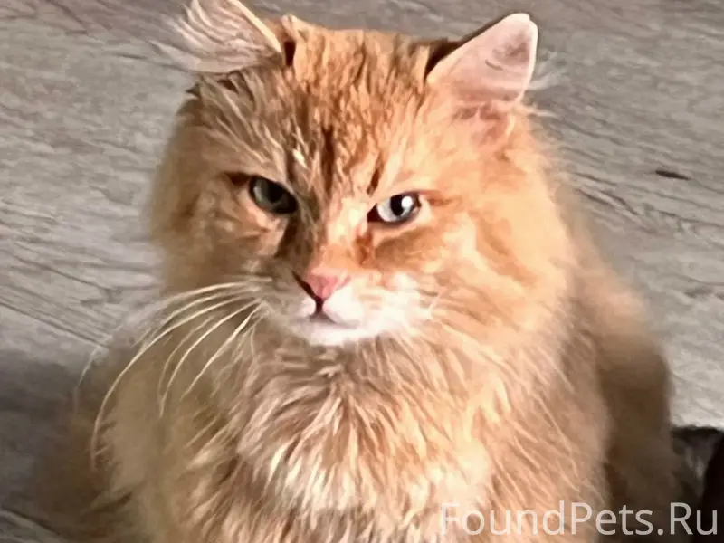 Пропал кот, район Рябикова