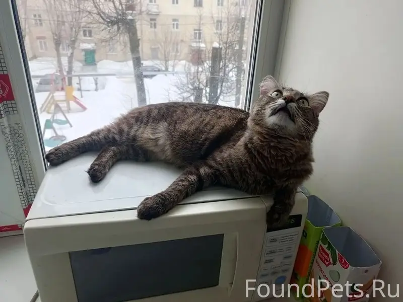 Пропал кот Масяня, город Шуя