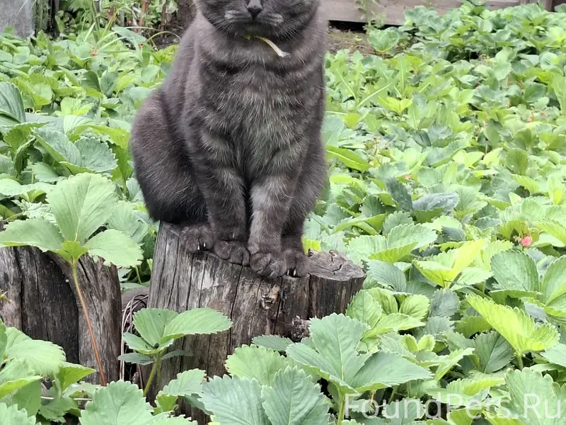 Пропала кошка Мышка, улица Школьная